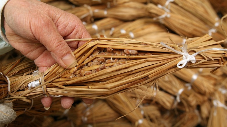 Natto being fermented in rice straws