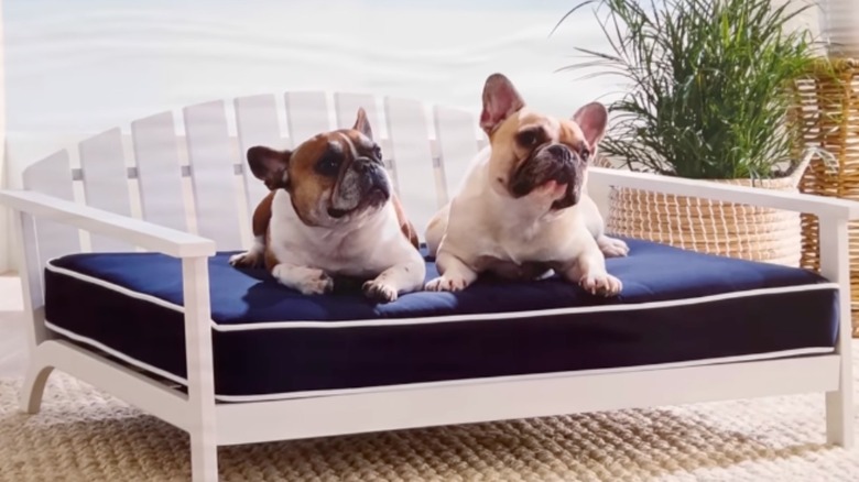 pet adirondack chair