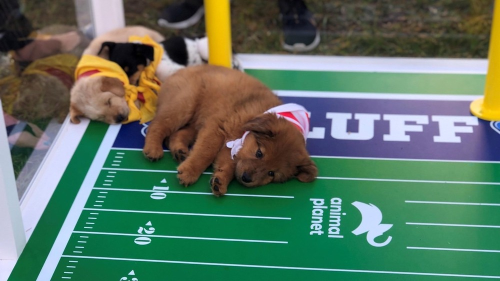 Puppies in end zone at Puppy Bowl