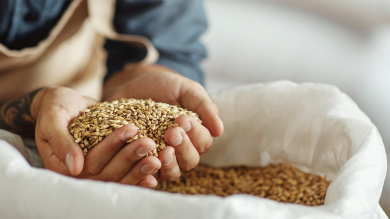 Person in apron holding barley grains in hands