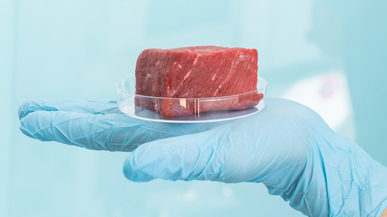 Gloved hand holding lab-grown meat