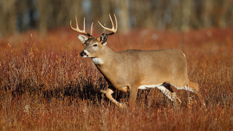 White-tailed deer 