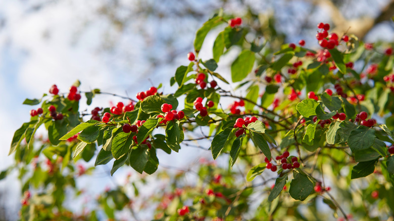 Yaupon plant with red berries and green leaves