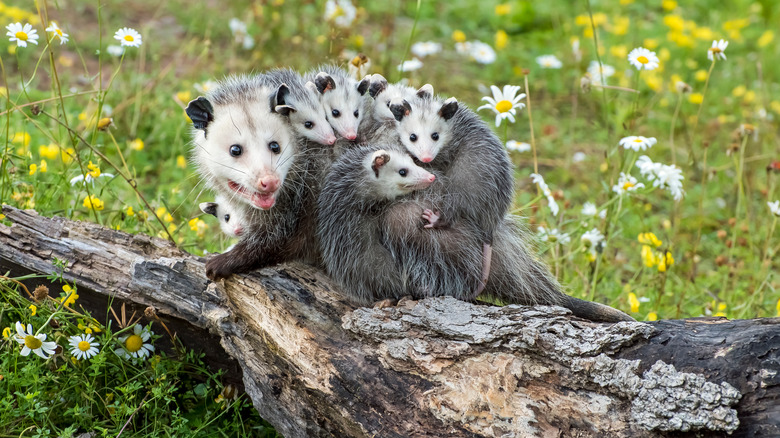 Possum on a log with her joeys