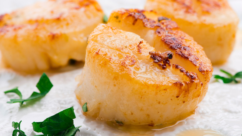 seared scallops with parsley