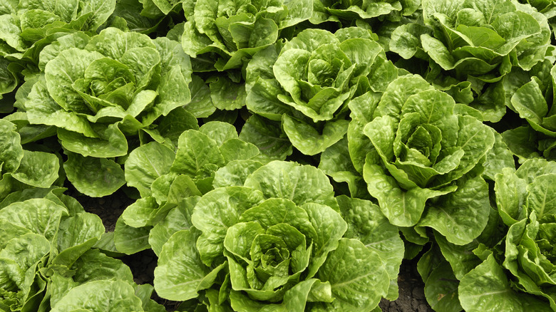 Romaine lettuce growing