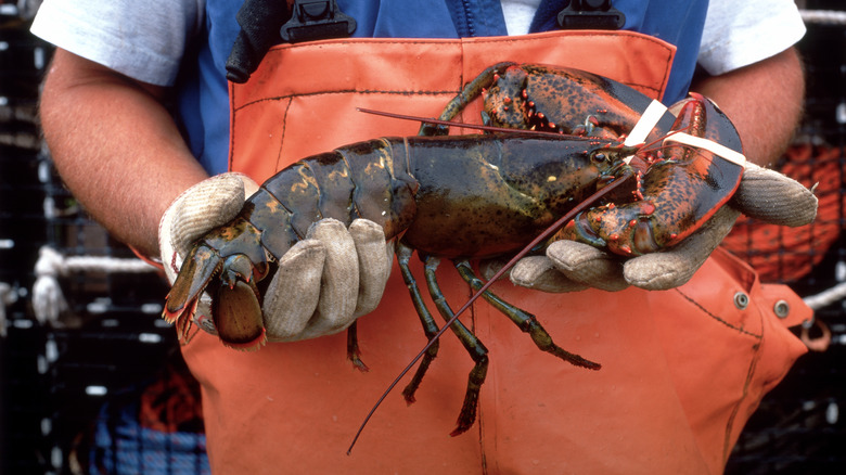 fisherman holding live lobster