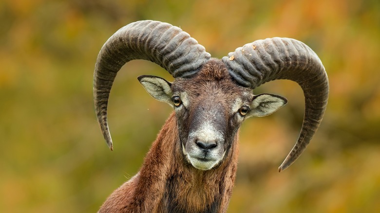 Aries, ram