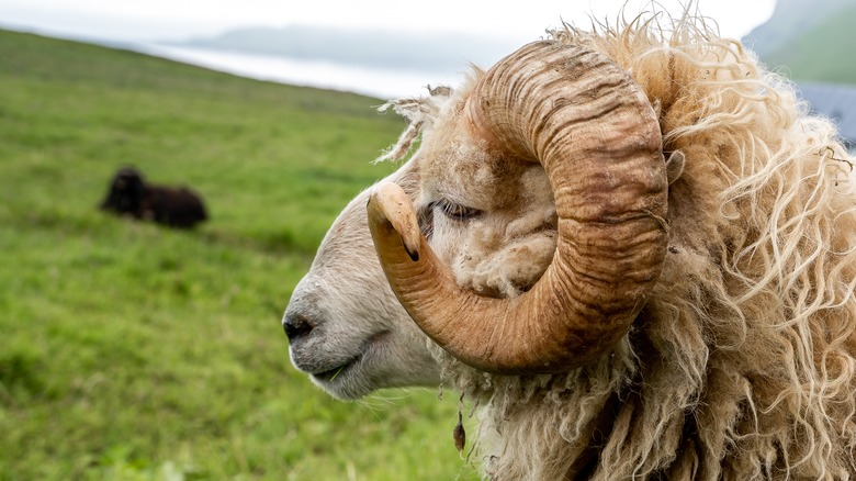 Caprirocrn, sheep