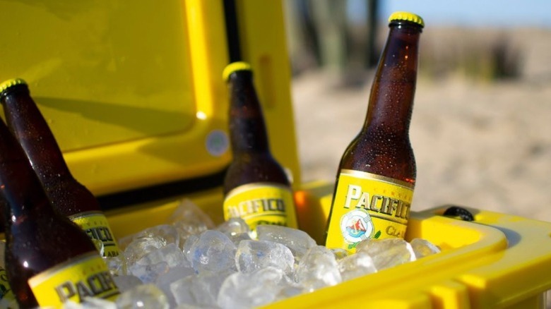 Pacifico beer bottles in cooler