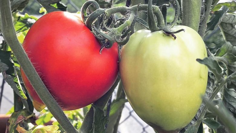 Big Mama tomatoes on the vine