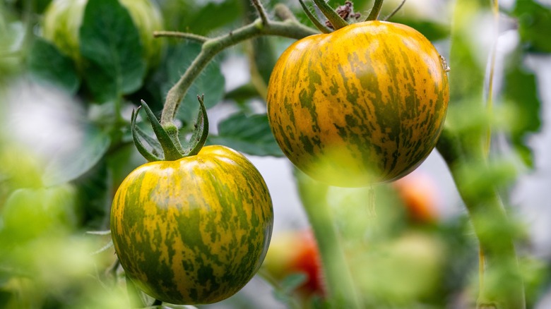 green zebra tomatoes on vine