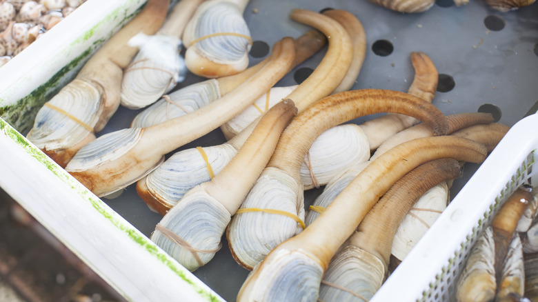 Geoducks at a market