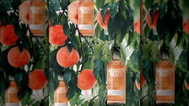 Absolut Peach flavored vodka