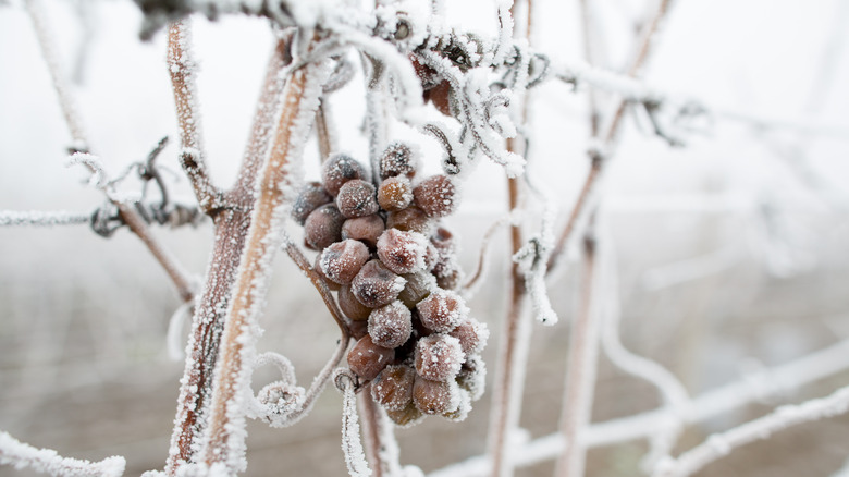 Ice Wine Grapes 