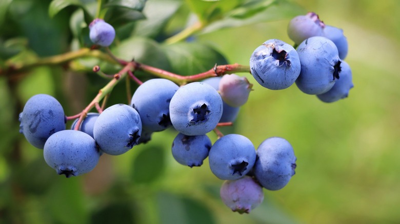 Blueberry bush