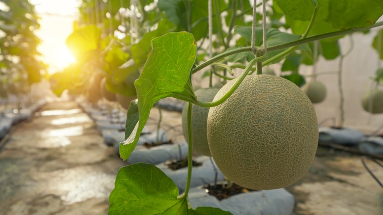 Cantaloupe plant