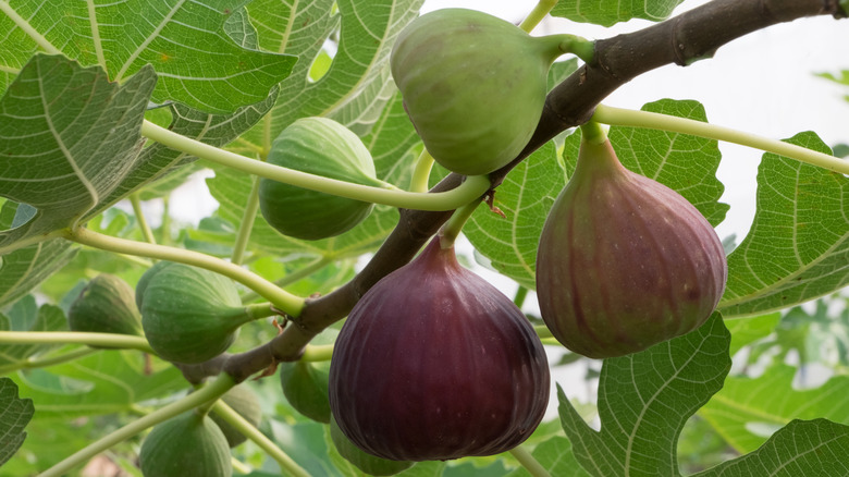 figs on tree