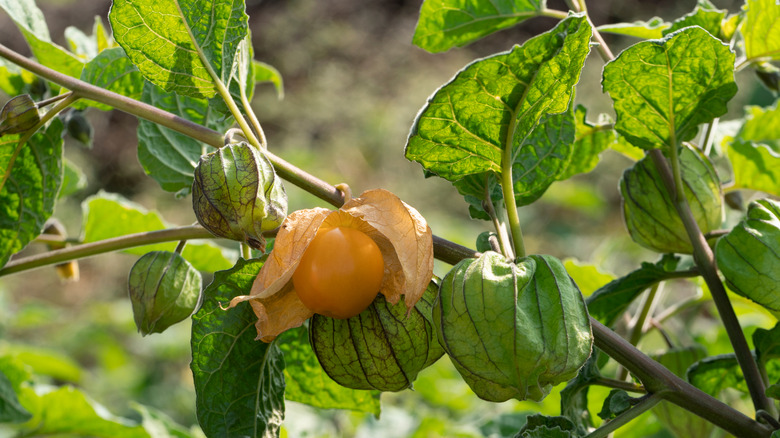 Ground cherry plant