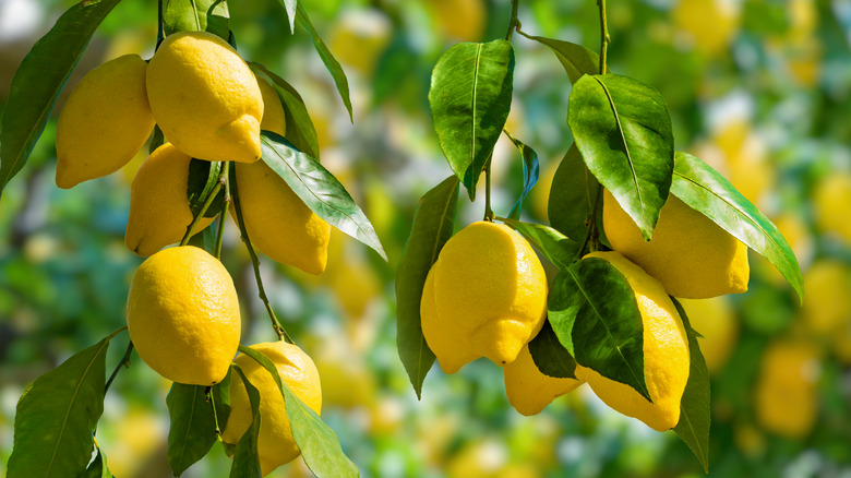 Lemon tree