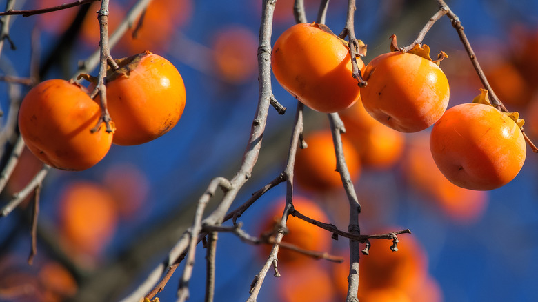 Persimmon tree