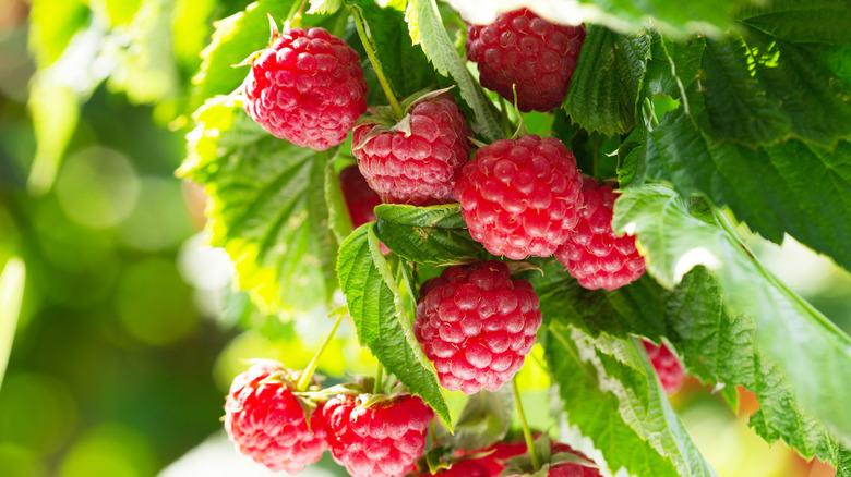 Raspberry plant