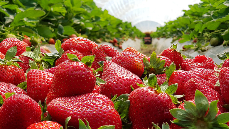 Strawberry plant