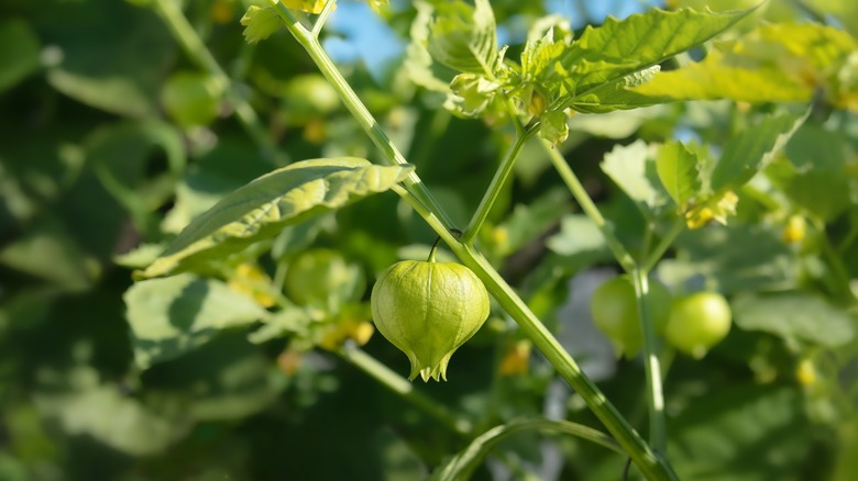 Tomatillo plant