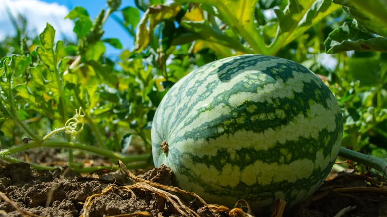 Watermelon plant