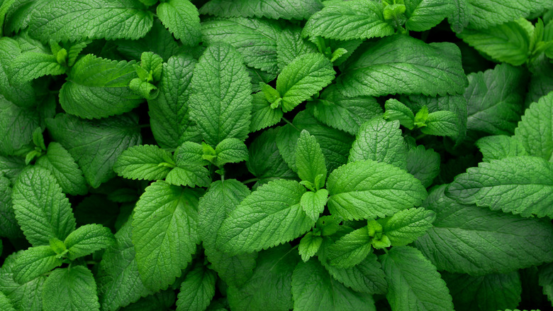 Many mint plants 