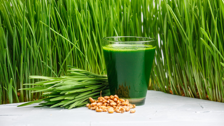 energy boosting wheatgrass shot