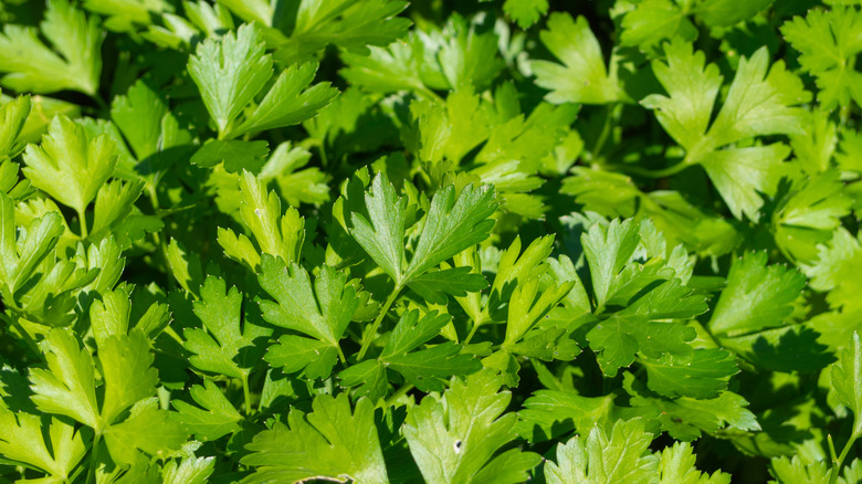 a bunch of parsley 