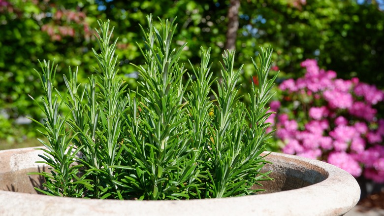 pot of rosemary in a garden