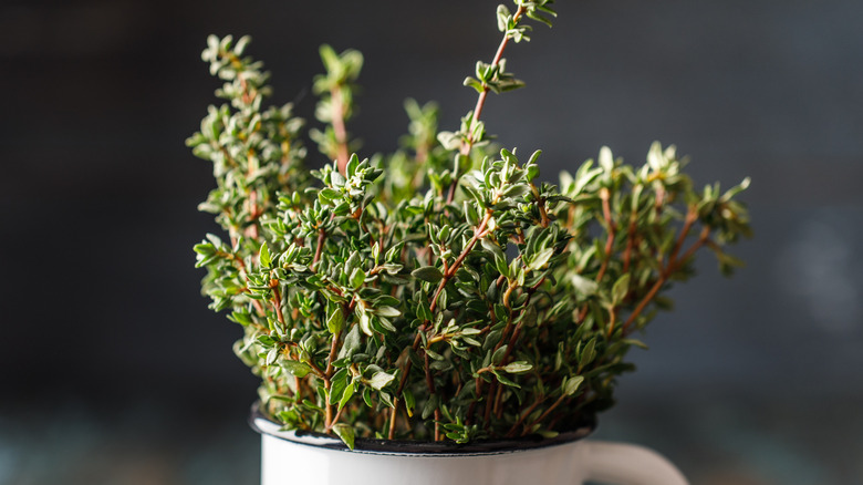 thyme in a cup