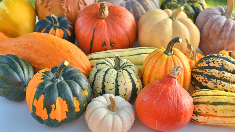 assorted winter squashes