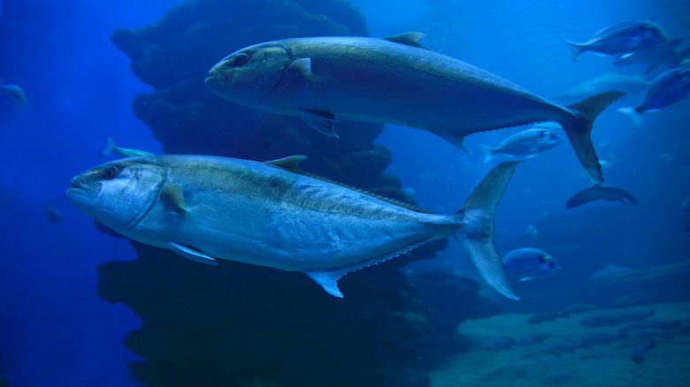 mackerel swimming in water