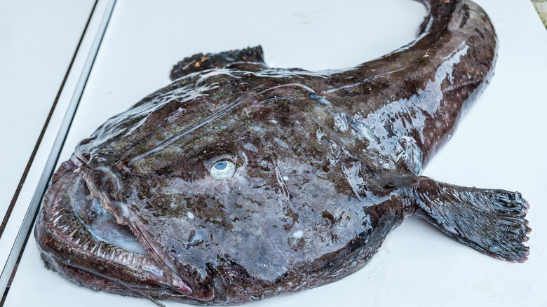 monkfish on top of white tabletop