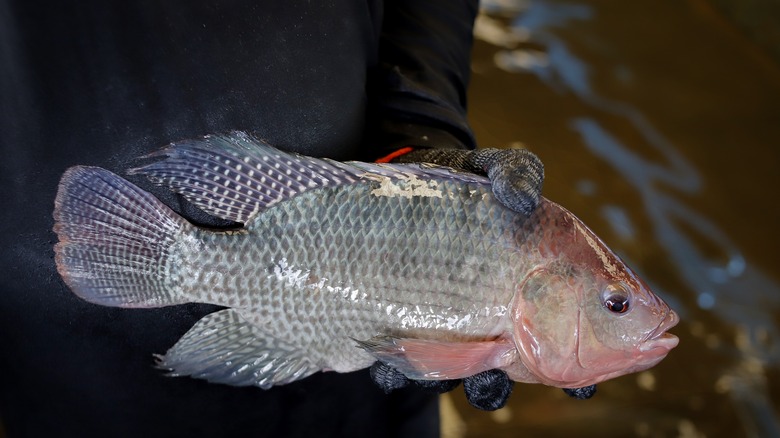 raw tilapia being held