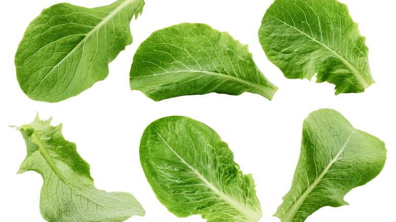 separate, scattered lettuce leaves