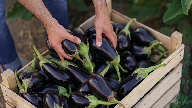 Man reaching for eggplants in a wooden crate.