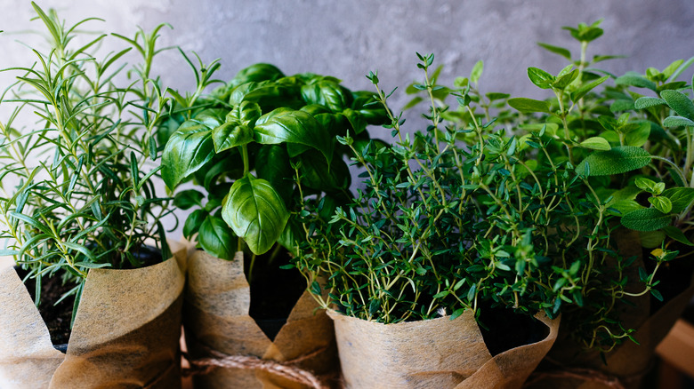 Fresh herbs in pots.