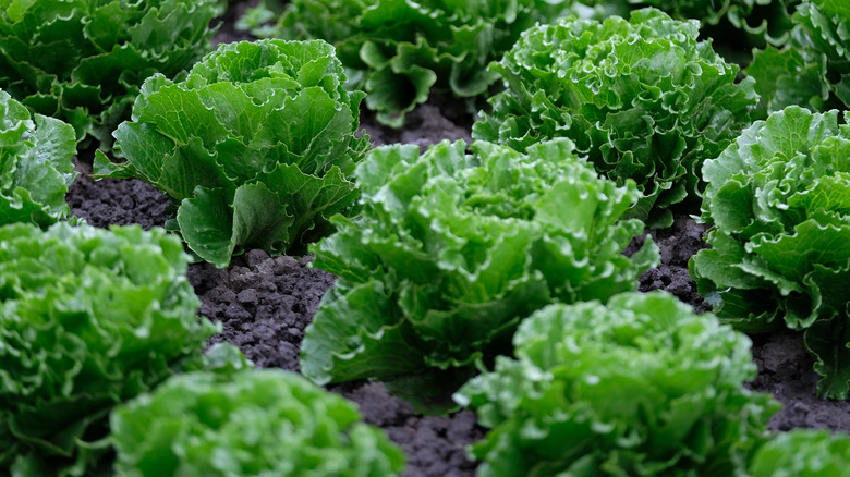 Heads of lettuce growing out of the ground.