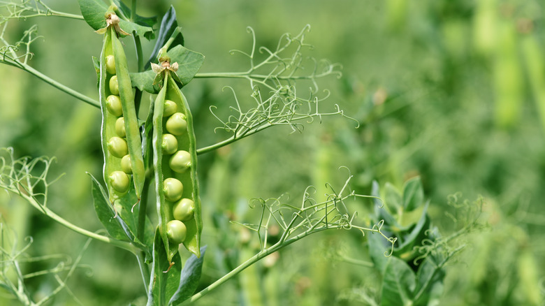 Green peas growing in their pods.