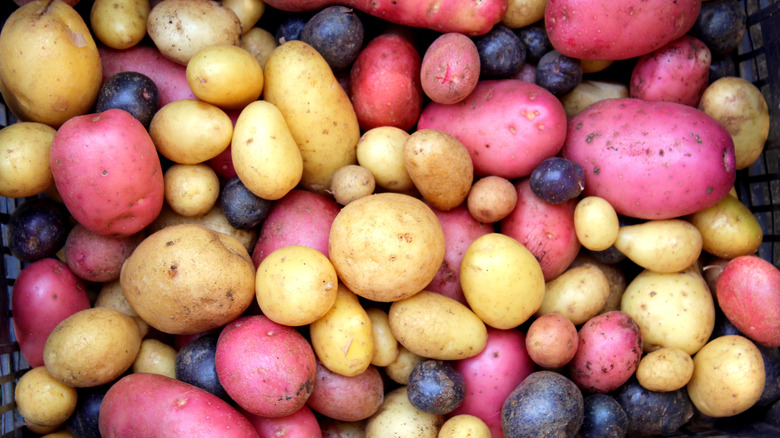 Potatoes of different colors and sizes piled together.