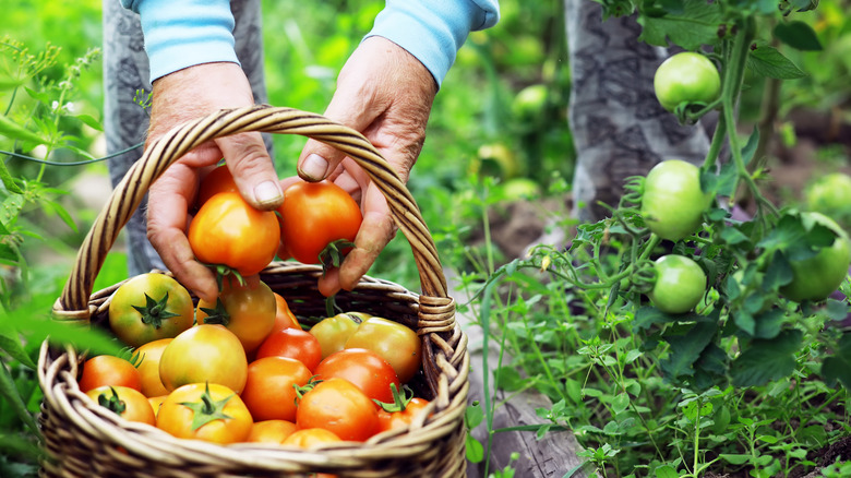 A person putting freshly picked tomatoes into a basket.