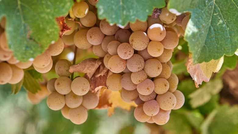 a bunch of Gewurztraminer grapes