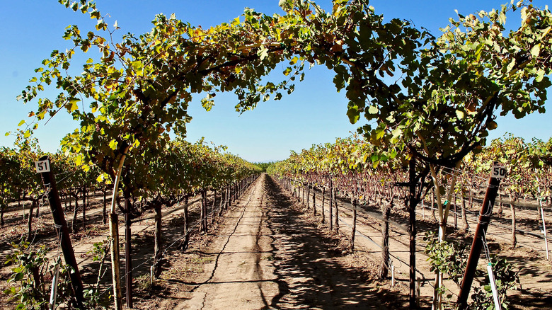 Vineyards at New Clairvaux