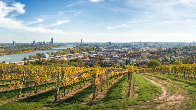 Vineyards near Vienna