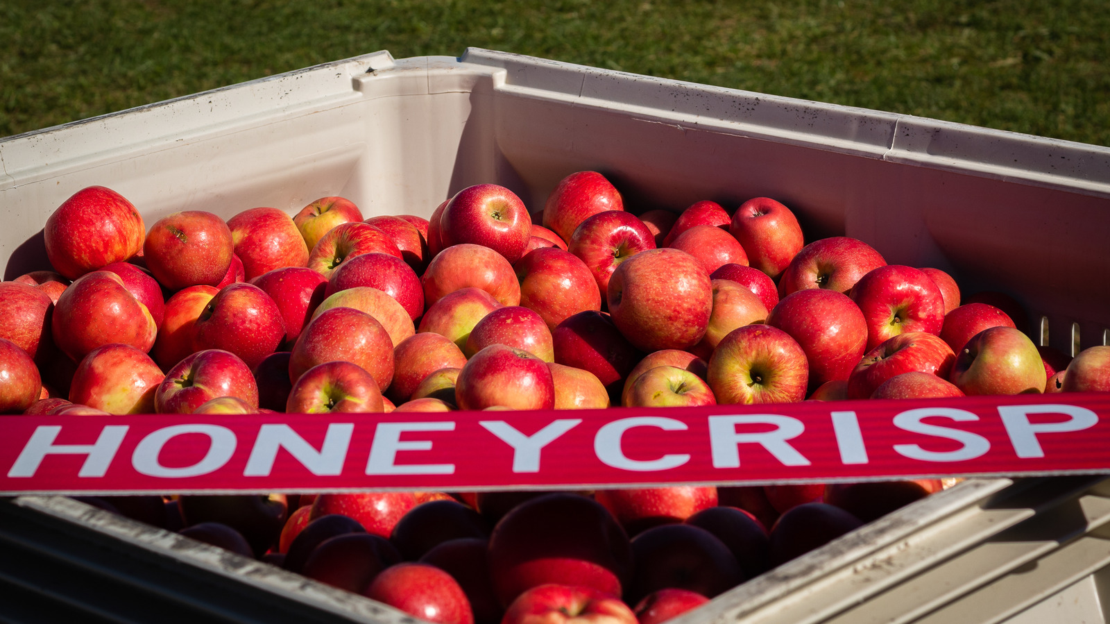 Honeycrisp Apples from The Fruit Company