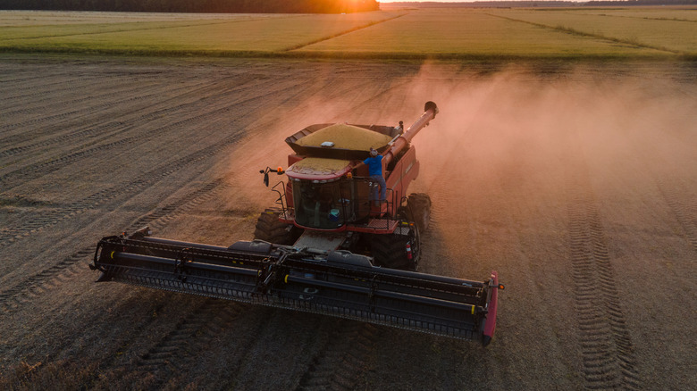 Soybean field in Pace, Mississippi